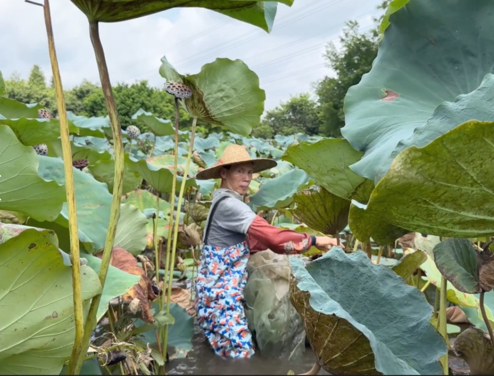 Film stills from “The Solid and the Air”, 2025,  Uncle Rui fishing in a lotus pond