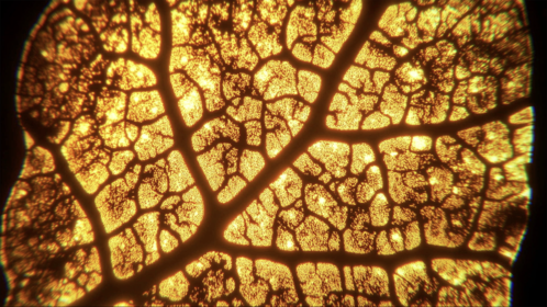 Textura Vitae (2025)